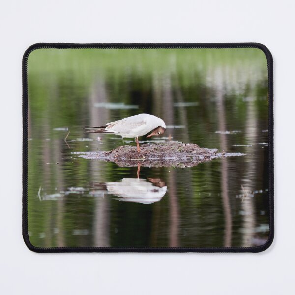 Item preview, What is down there. Black-headed gull designed and sold by Jouko Lehto Photography.