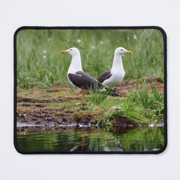 Item preview, The pair. Lesser black-backed gull designed and sold by Jouko Lehto Photography.