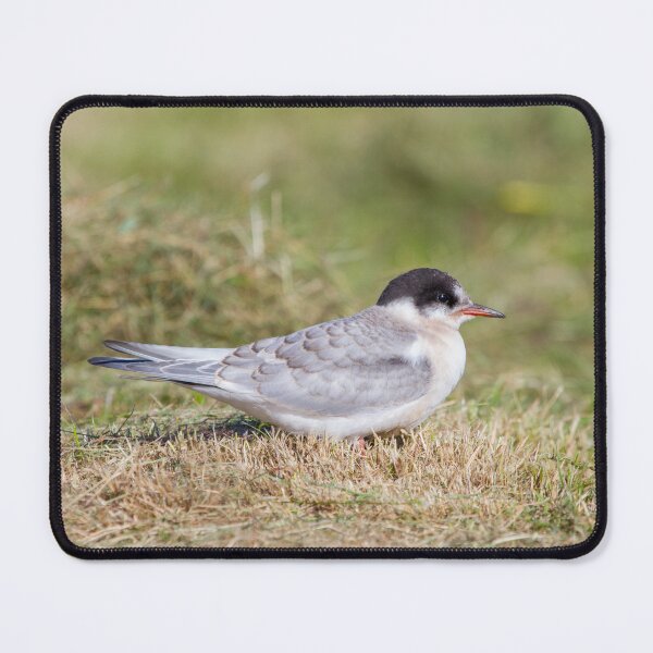 Item preview, Young Common Tern designed and sold by Dominika Aniola.
