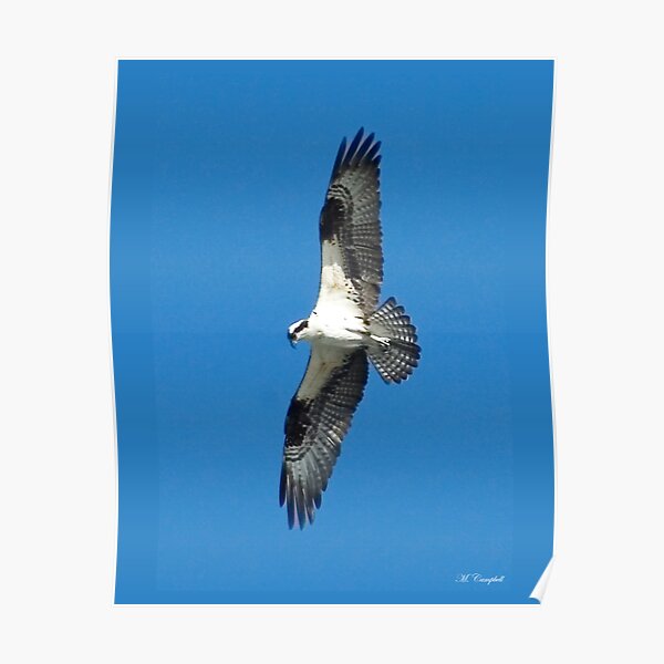 Soaring Above Poster
