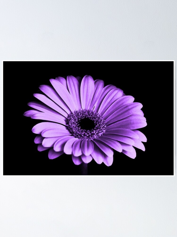 Póster «Flor de gerbera morada Una bonita flor de gerbera morada.» de  Fasharts | Redbubble