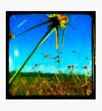 Wetlands Photographic Print