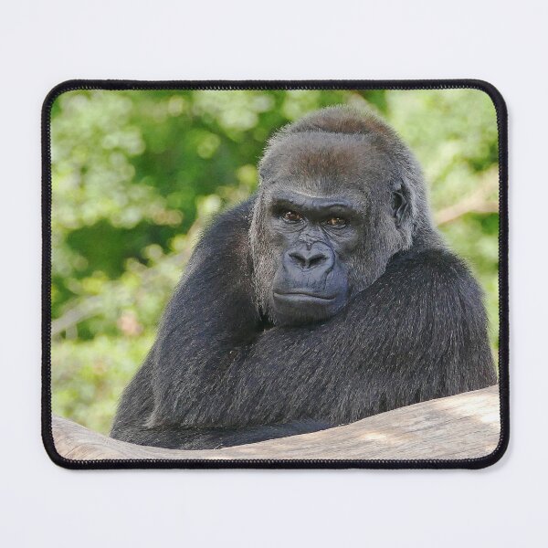 Artikelvorschau, r607 / finition 2022 : Gorilla atitude and Expression of a human - Okaio Créations Olavia - Olao entworfen und verkauft von o.okaïo.