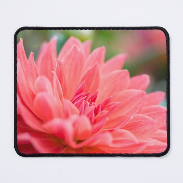 Item preview, A pretty pink Dahlia flower in full bloom designed and sold by CyaniRose.