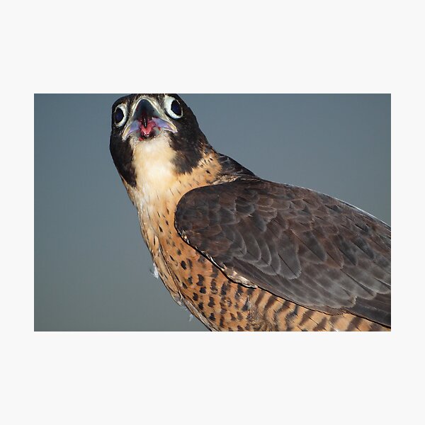 Artikelvorschau, Falcon entworfen und verkauft von seelisk.