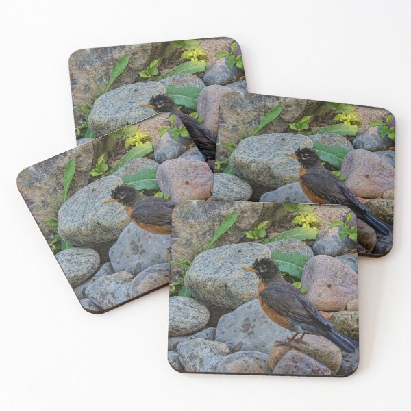Item preview, Robin Drying Off in the Sun After Bathing designed and sold by Gerda Grice Photography.
