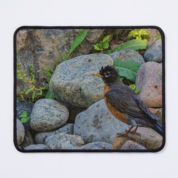 Item preview, Robin Drying Off in the Sun After Bathing designed and sold by Gerda Grice Photography.