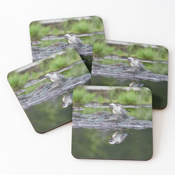 Item preview, Mirroring the youth. Black-headed gull designed and sold by Jouko Lehto Photography.