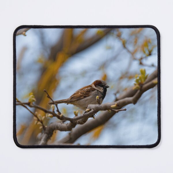 Item preview, House Sparrow designed and sold by akiobsession.