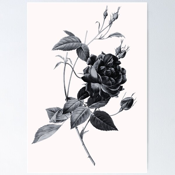 Item preview, Blood Red Bengal Rose Flower, Alternative Illustration - Grey and Black Rose designed and sold by DaphneKstudio .