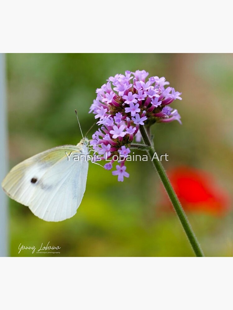 FLOWERS BY YANNIS Lobaina by lobaina1979