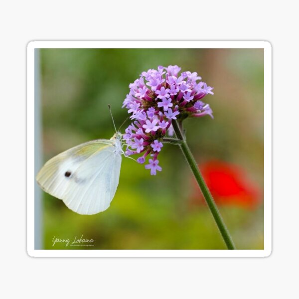 FLOWERS BY YANNIS Lobaina Sticker