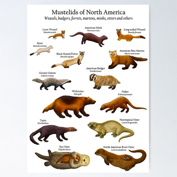 Artikel-Vorschau von Mustelids of North America (Wiesel, Otter, Nerze und mehr) - Poster, designt und verkauft von clothingart8.
