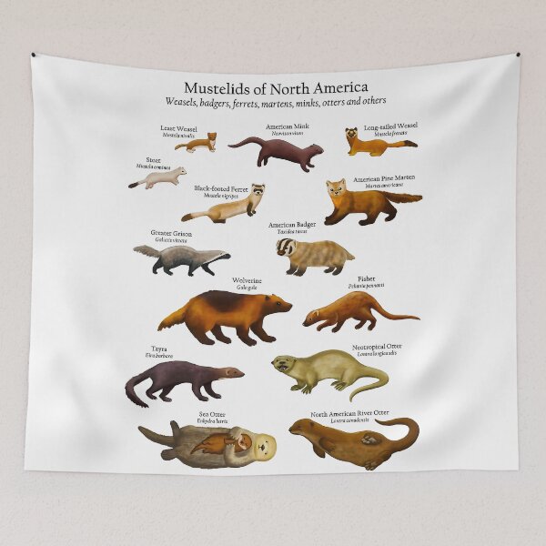 Artikelvorschau, Mustelids of North America (Wiesel, Otter, Nerze und mehr) - Poster entworfen und verkauft von clothingart8.