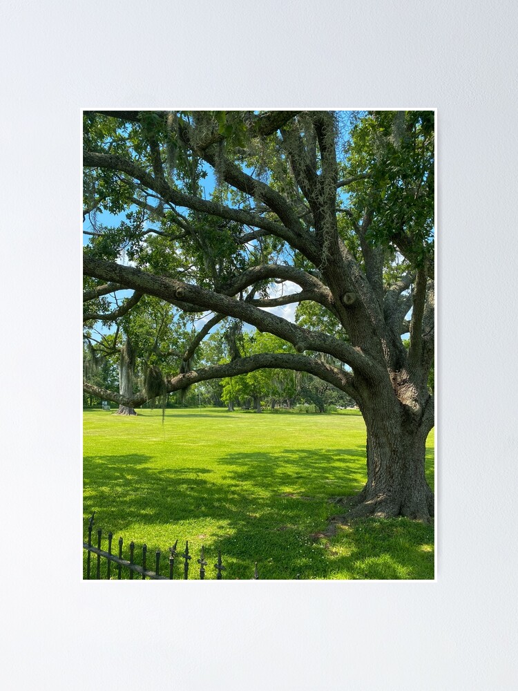"Stately Trees at Jean Lafitte National Historical Park Louisiana