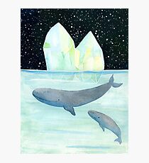 Cool whales on Antarctica Photographic Print