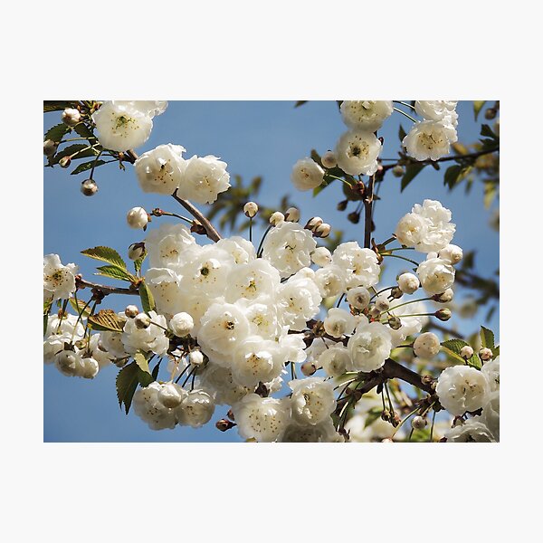 Item preview, Blossoming designed and sold by Alexandra Lavizzari.