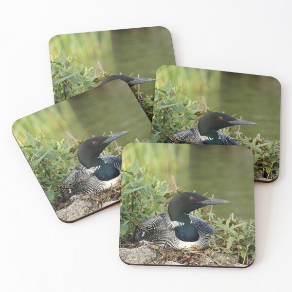 Item preview, Common loon on eggs designed and sold by Inlovewithloons.