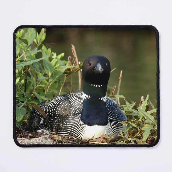 Item preview, Mother loon close up designed and sold by Inlovewithloons.