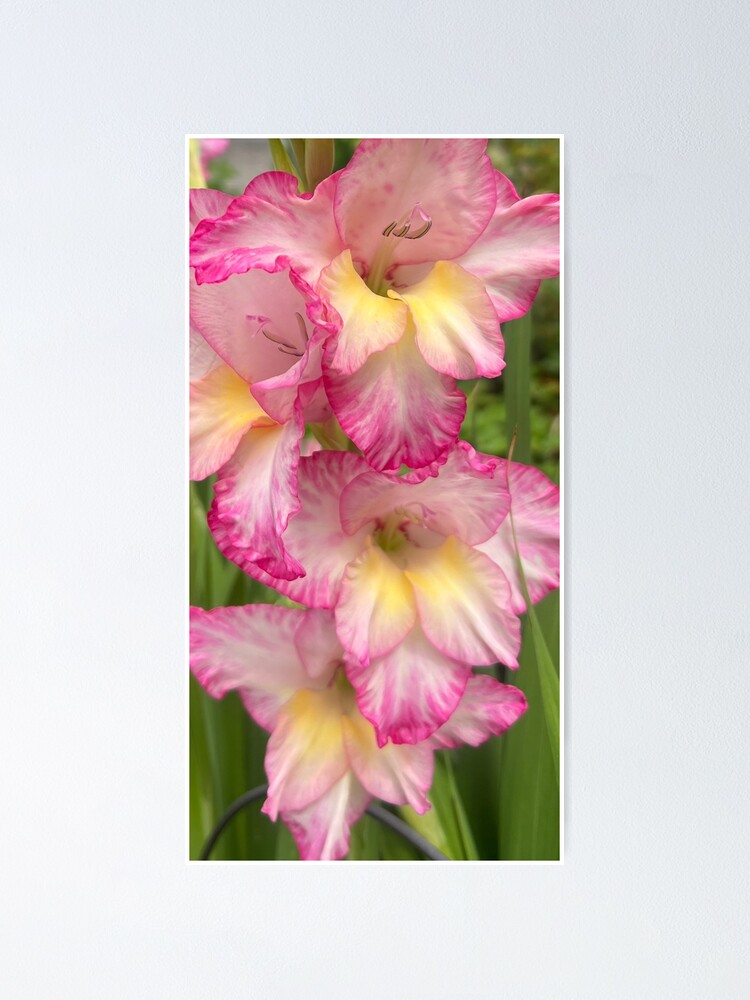 Póster «Gladiola rosa y amarillo» de Photomersion | Redbubble