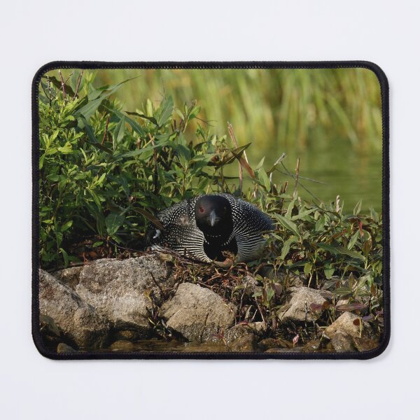 Item preview, Eye contact with nesting loon designed and sold by locustgirl.