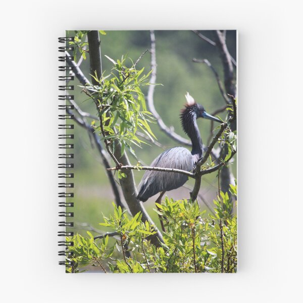 Item preview, Male Anhinga  designed and sold by Cynthia48.