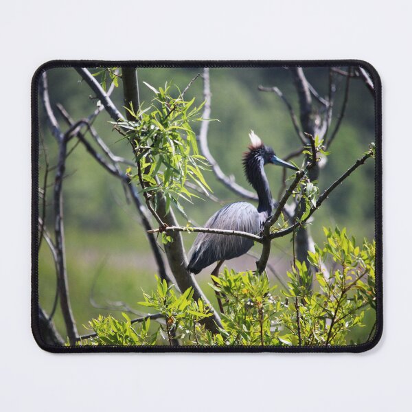 Item preview, Male Anhinga designed and sold by Cynthia48.