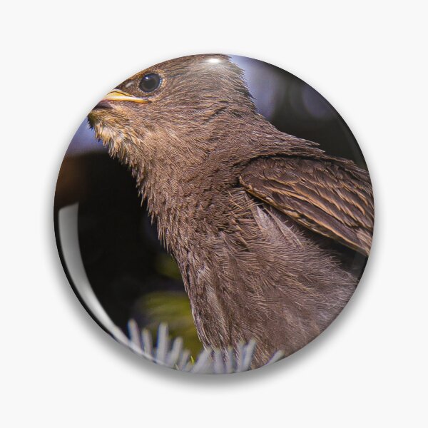 Item preview, A Juvenile Gray Catbird In A Spruce Tree designed and sold by FreelanceJim.