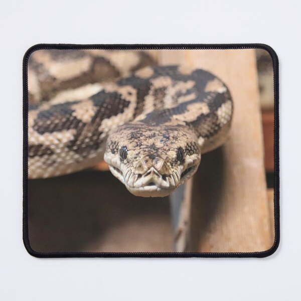 Item preview, South-West Carpet Python designed and sold by LeanneAllen.
