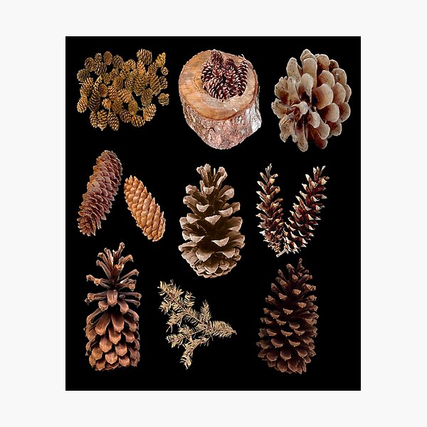 Item preview, Pine Conifer cone, Pine cone material designed and sold by LEVICHARLES.