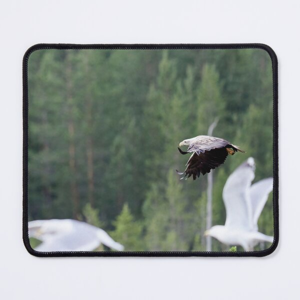 Item preview, Alert. White-tailed eagle designed and sold by Jouko Lehto Photography.