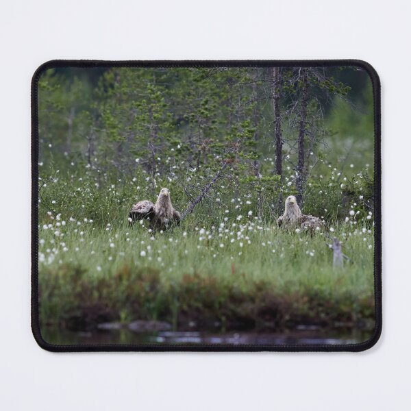 Item preview, Old couple. White-tailed eagle designed and sold by Jouko Lehto Photography.