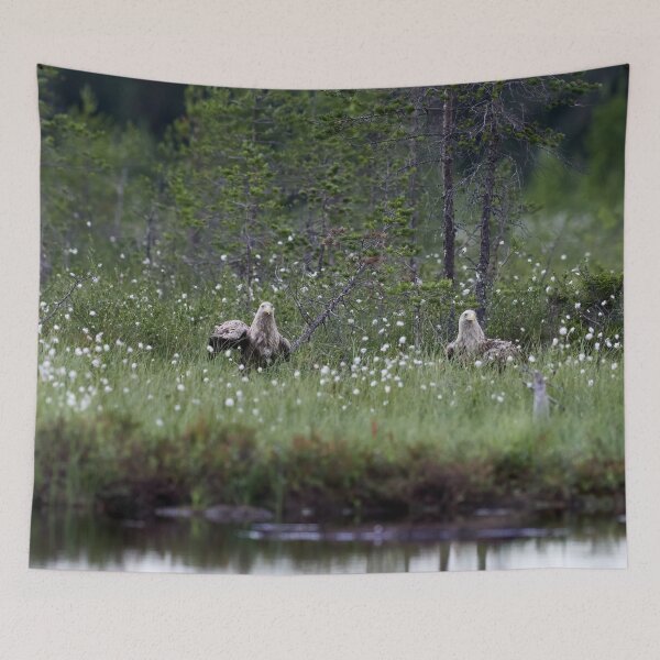 Item preview, Old couple. White-tailed eagle designed and sold by Jouko Lehto Photography.
