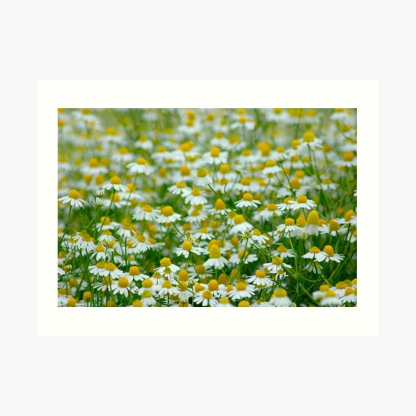 Chamomile Meadow Art Print