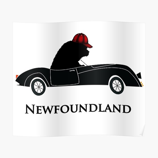 Newfoundland Dog Driving a Car Poster