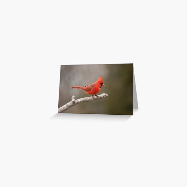 On the edge.... Greeting Card