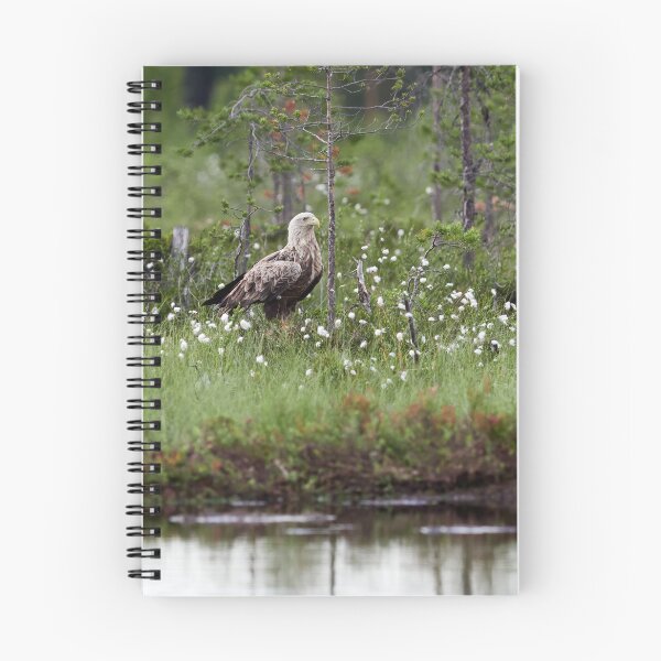 Item preview, Standing bold. White-tailed eagle designed and sold by Jouko Lehto Photography.