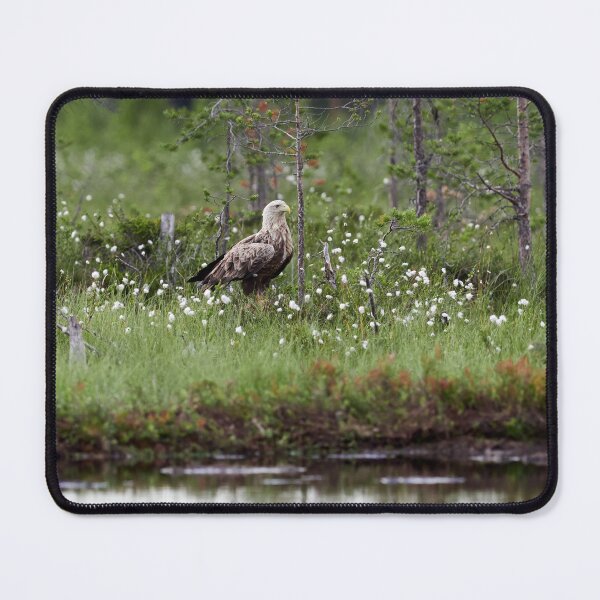 Item preview, Standing bold. White-tailed eagle designed and sold by Jouko Lehto Photography.