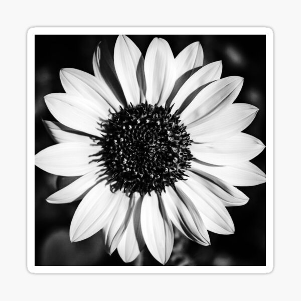 The Bright Eyed Sunflower in Black & White Sticker