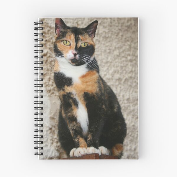 Item preview, Slinky! designed and sold by RedHillDigital.