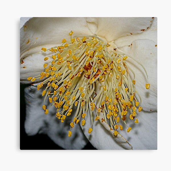 Item preview, Stamens designed and sold by Adrena87.