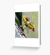 Hoverfly on a Passionflower Greeting Card