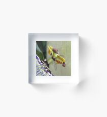 Hoverfly on a Passionflower Acrylic Block