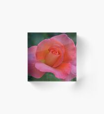 A Rose in June Acrylic Block