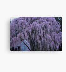 Magnificent Weeping Cherry Canvas Print