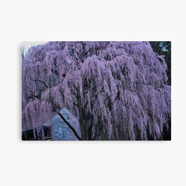 Magnificent Weeping Cherry Canvas Print