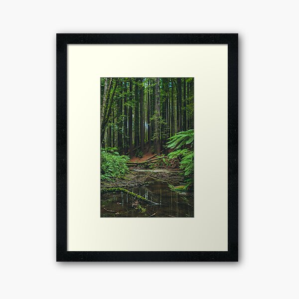 Item preview, Otways Redwood Forest designed and sold by AdventureUnlockedCo.