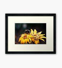 Bumble Framed Print