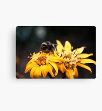 Bumble Canvas Print