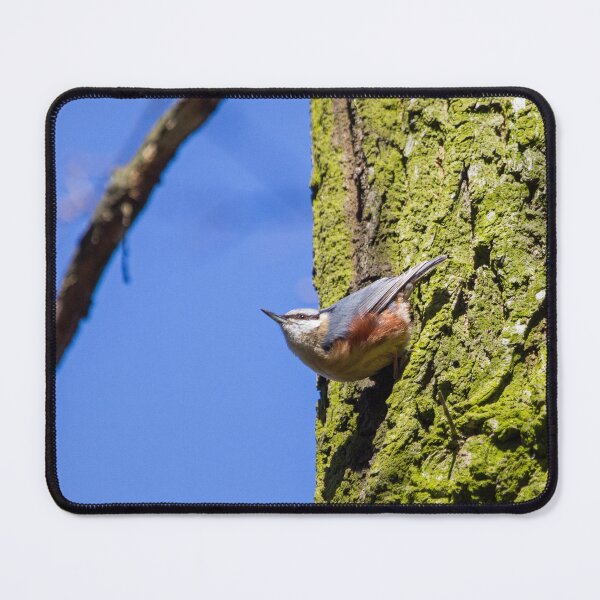 Item preview, Eurasian Nuthatch designed and sold by Dominika Aniola.